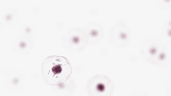 Molecular Infrastructure of Parasites Molecular Infrastructure of Parasites